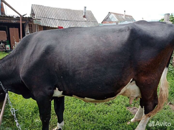Корова дойная с теленком