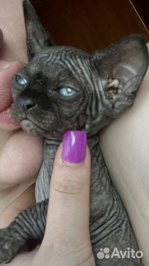 Канадский сфинкс котенок эльф