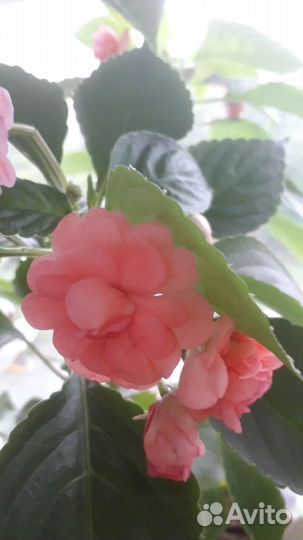 Бальзамин махровый гибрид/м.Отрадное