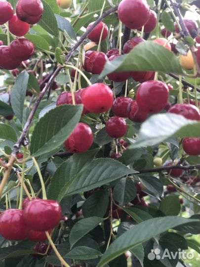 Вишня песчанка