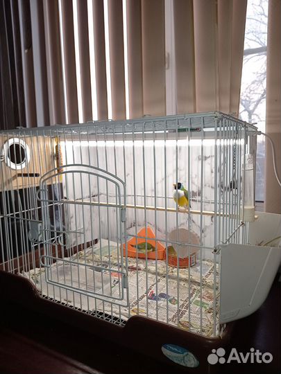 Амадины гульда