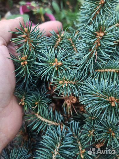 Ель колючая Brynek