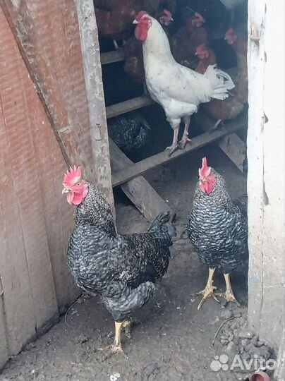 Петухи породы Плимутрок и Пушкинская