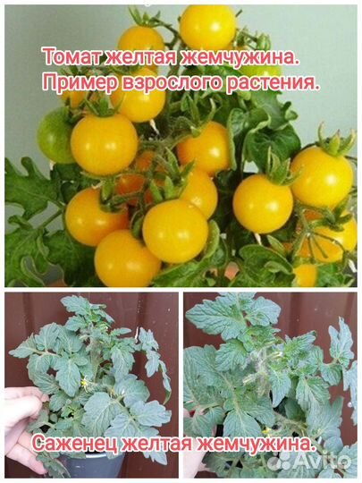 Рассада помидор