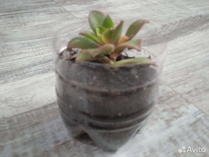 Цветы для украшения комнаты