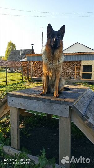 Немецкая овчарка вязка кобель