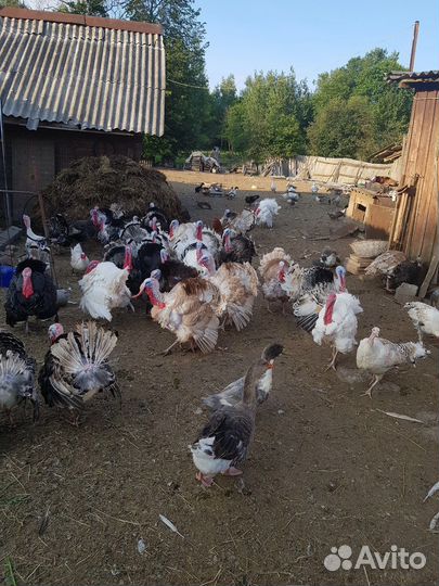 Индюки на племя