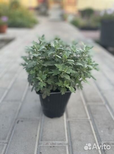 Хризантемы мультифлора