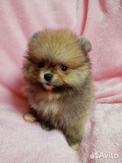 Померанский шпиц