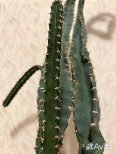 Кактус Цереус Флорида