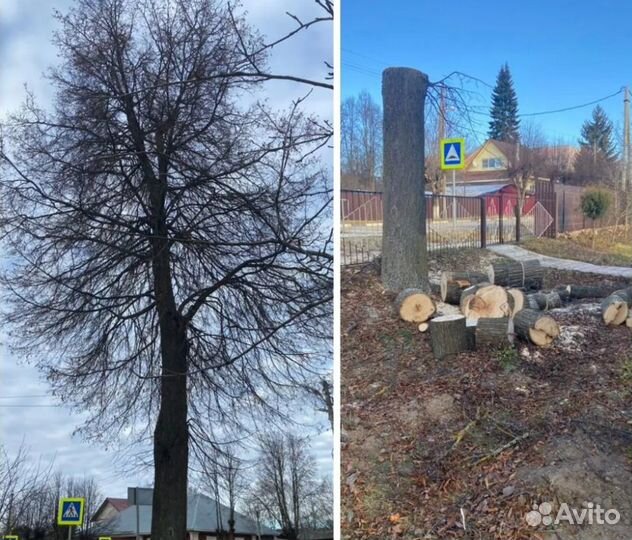 Спил деревьев