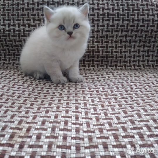Шотландские прямоухие котята
