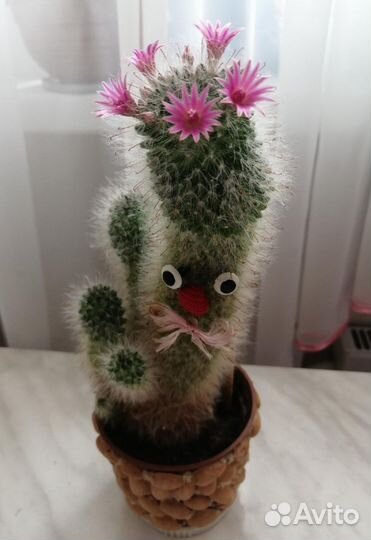 Кактус цветущий