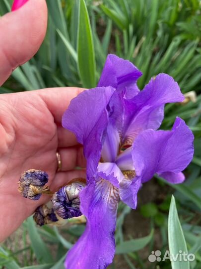 Ирисы бородатые сортовые