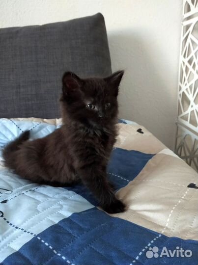 Котёнок
