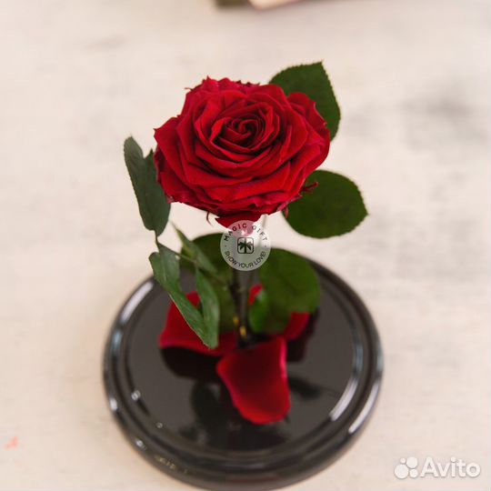 Роза в колбе. Вечная