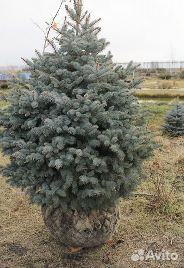 Ель голубая