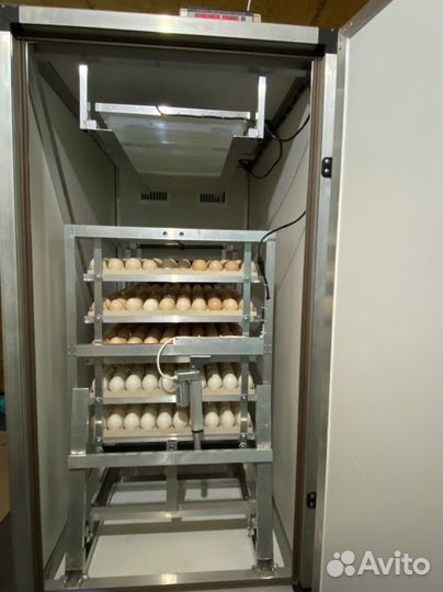 Цыплята бройлеры