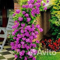 Роза плетистая