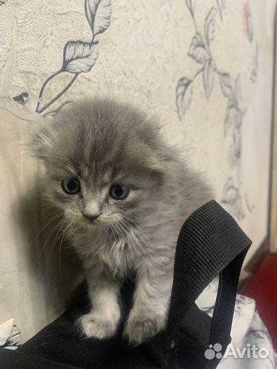 Шотландские котята
