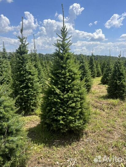 Пихта Нордмана