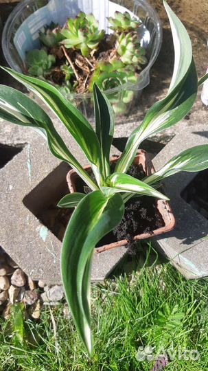 Хоста Спарклер