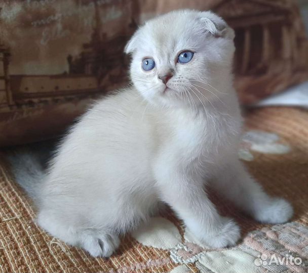 Шотландские вислоухие котята