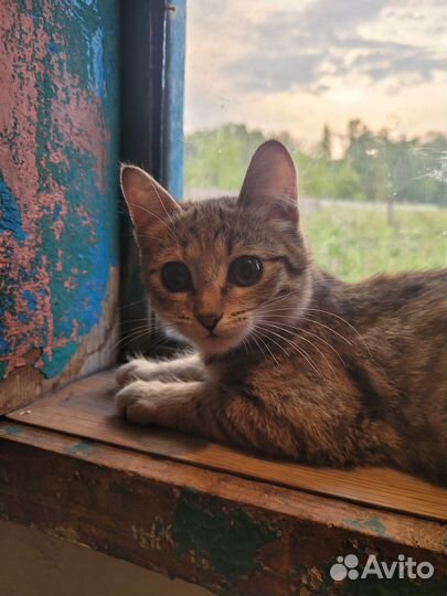 Котенок-рысь в добрые руки