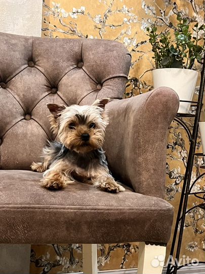 Йоркширский терьер