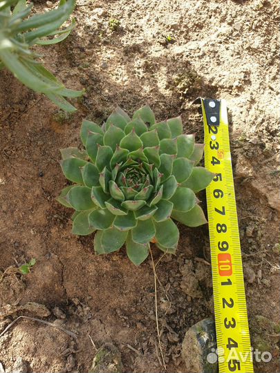 Молодило каменная роза