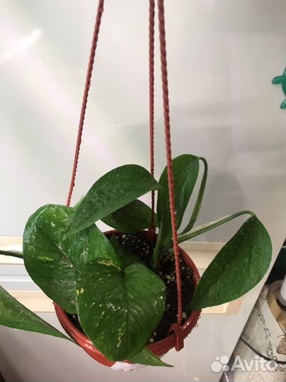 Эпипремнум Пиннатум Ауреум