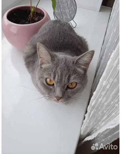 Отдам кошку