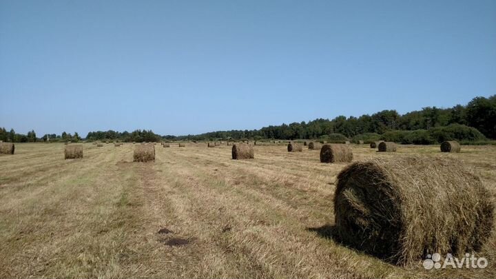Сено луговое