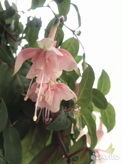 Фуксия сортовая