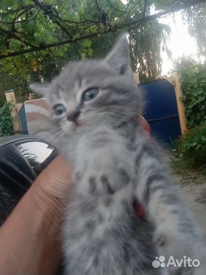 Британские котята