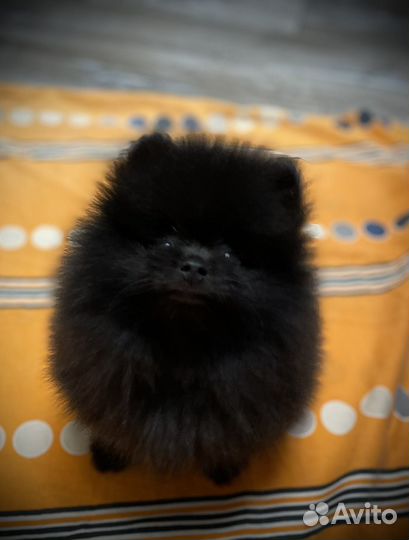 Мальчик шпиц померанец