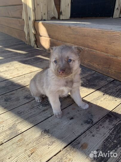 Щенки метис