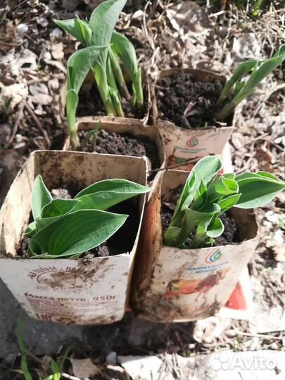 Хоста голубая