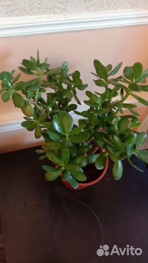 Денежное дерево