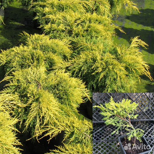 Можжевельник, туя