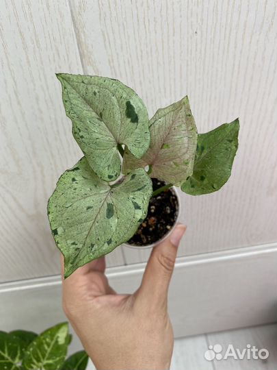 Сортовые сингониумы 1