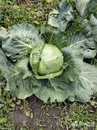 Продам капусту