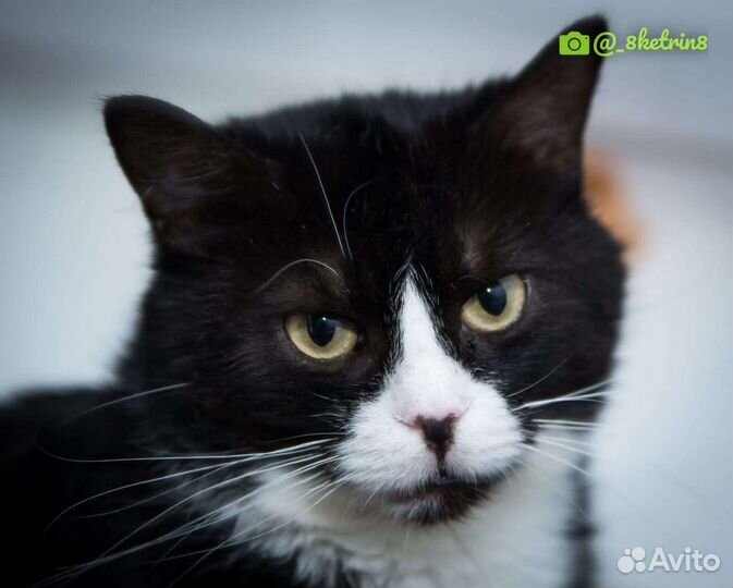 Кошки в добрые руки