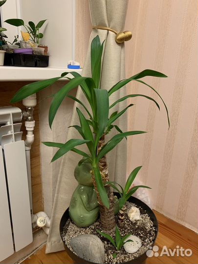 Юкка, Финиковая пальма, драцена