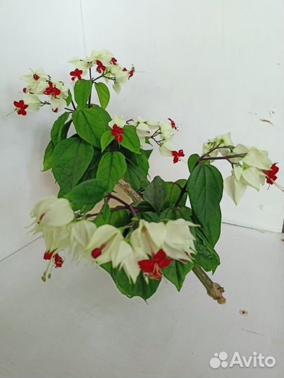 Клеродендрум Томсона