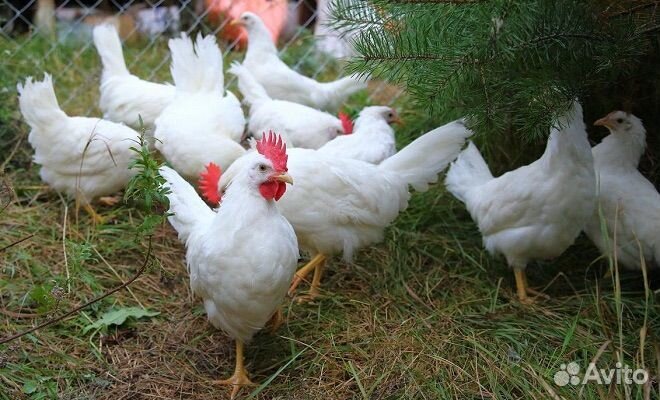 Куры,петушки Леггорны