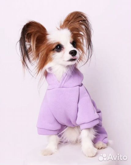 Спортивный костюм для собак