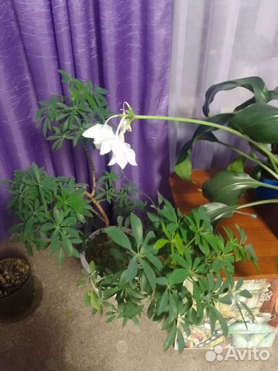 Цветы в горшках