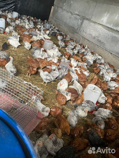 Куры. Цветной бройлер. 2 мемяца. 370