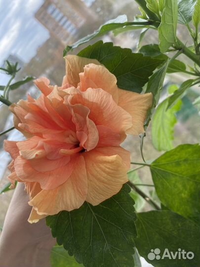 Сортовые Гибискусы